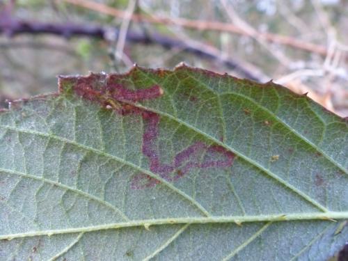 Stigmella sp.